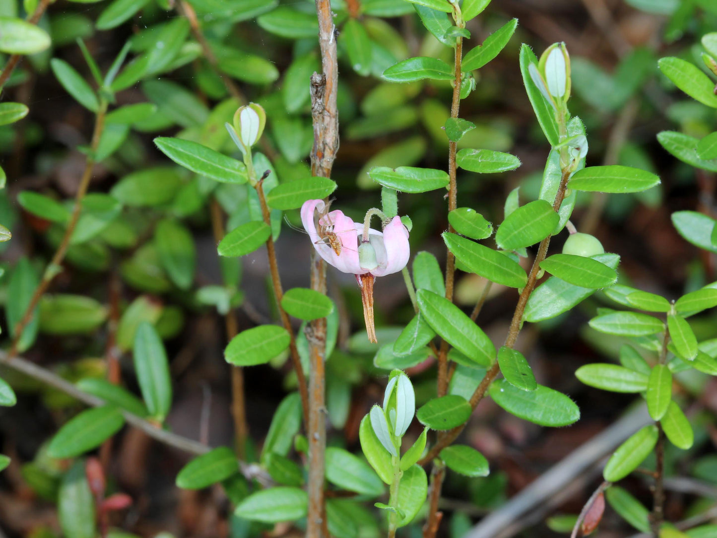 American Cranberry Cranberry (Vaccinium macrocarpon clean seed)