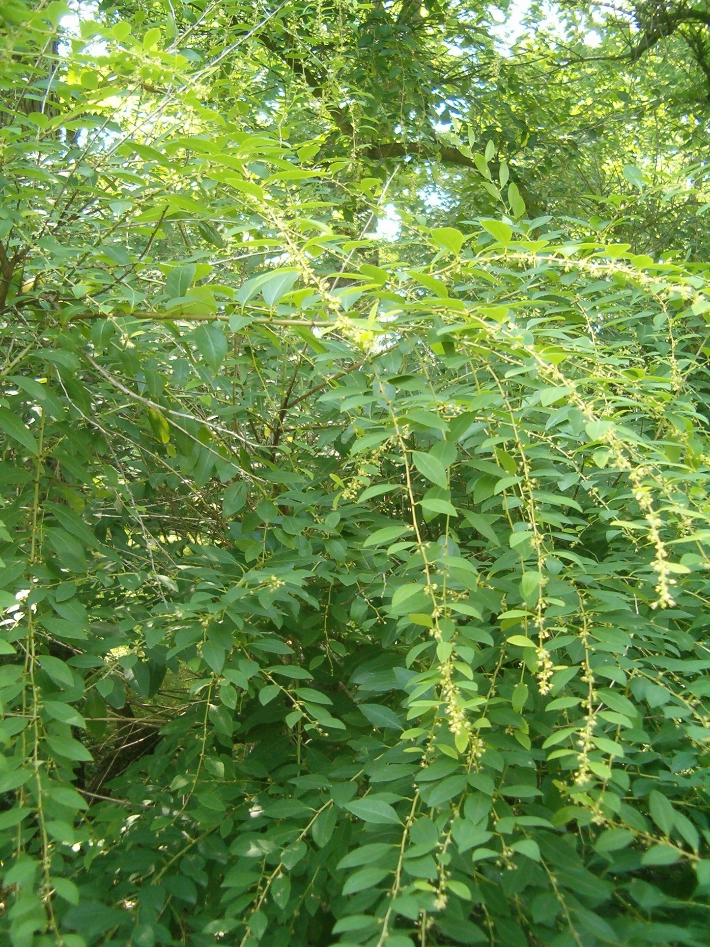 Securinega (Securinega suffruticosa)