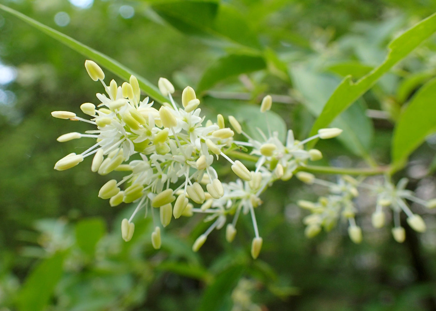 Fontanesia Syrian-privet (Fontanesia phillyraeoides)