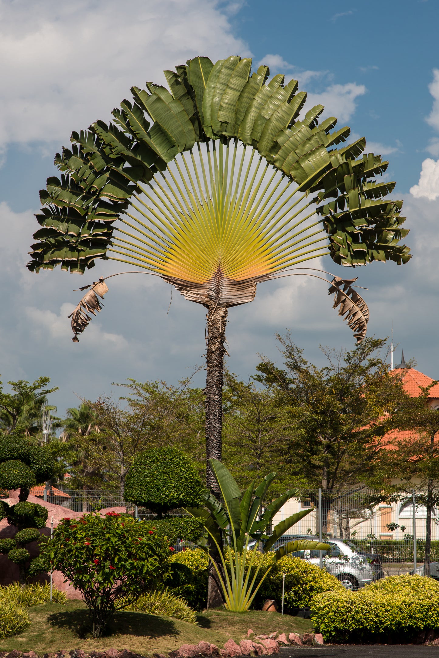 Travellers Palm Travellers Tree (Ravenala madagascariensis)