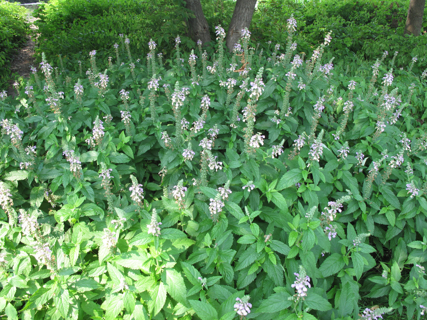 American Wood Sage Canada Germander Germander (Teucrium canadense)