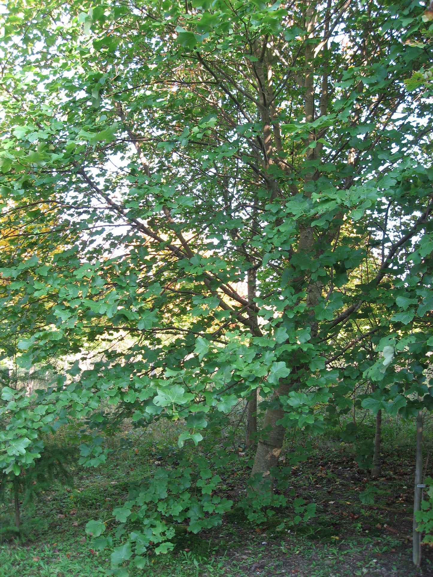 Italian Maple (Acer opalus)