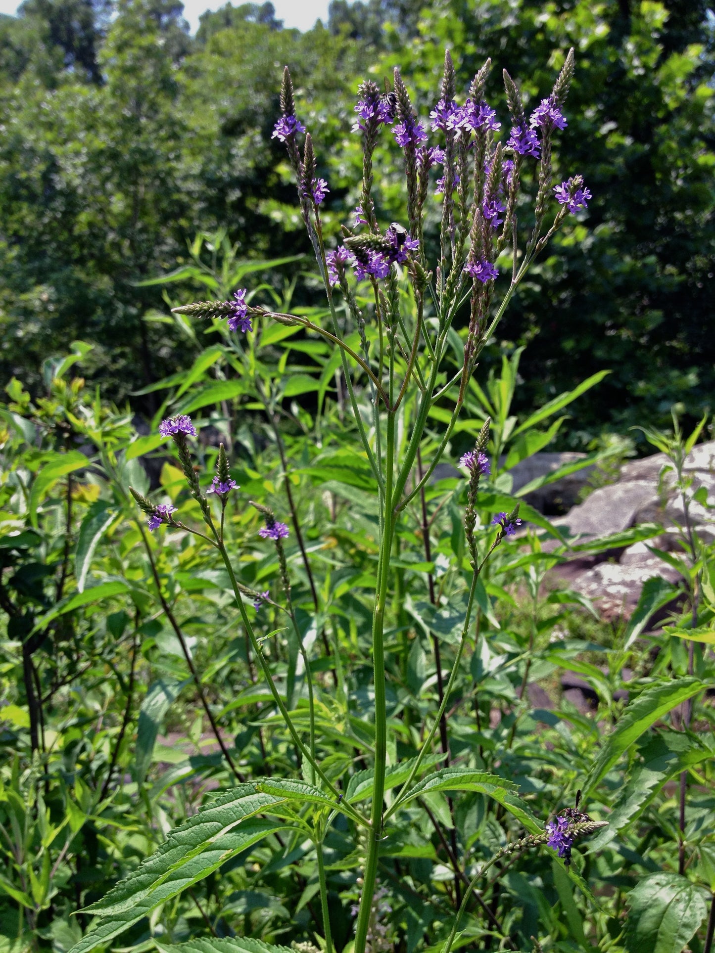 American Vervain Blue False Indian Hyssop Verbena Hyssop (Verbena hastata)
