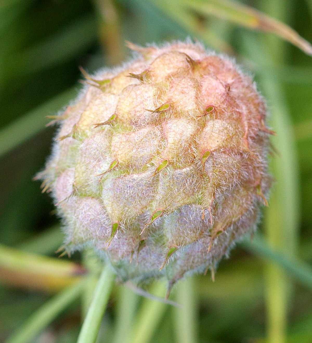 Palestine Strawberry Clover Clover (Trifolium fragiferum var. Palestine)