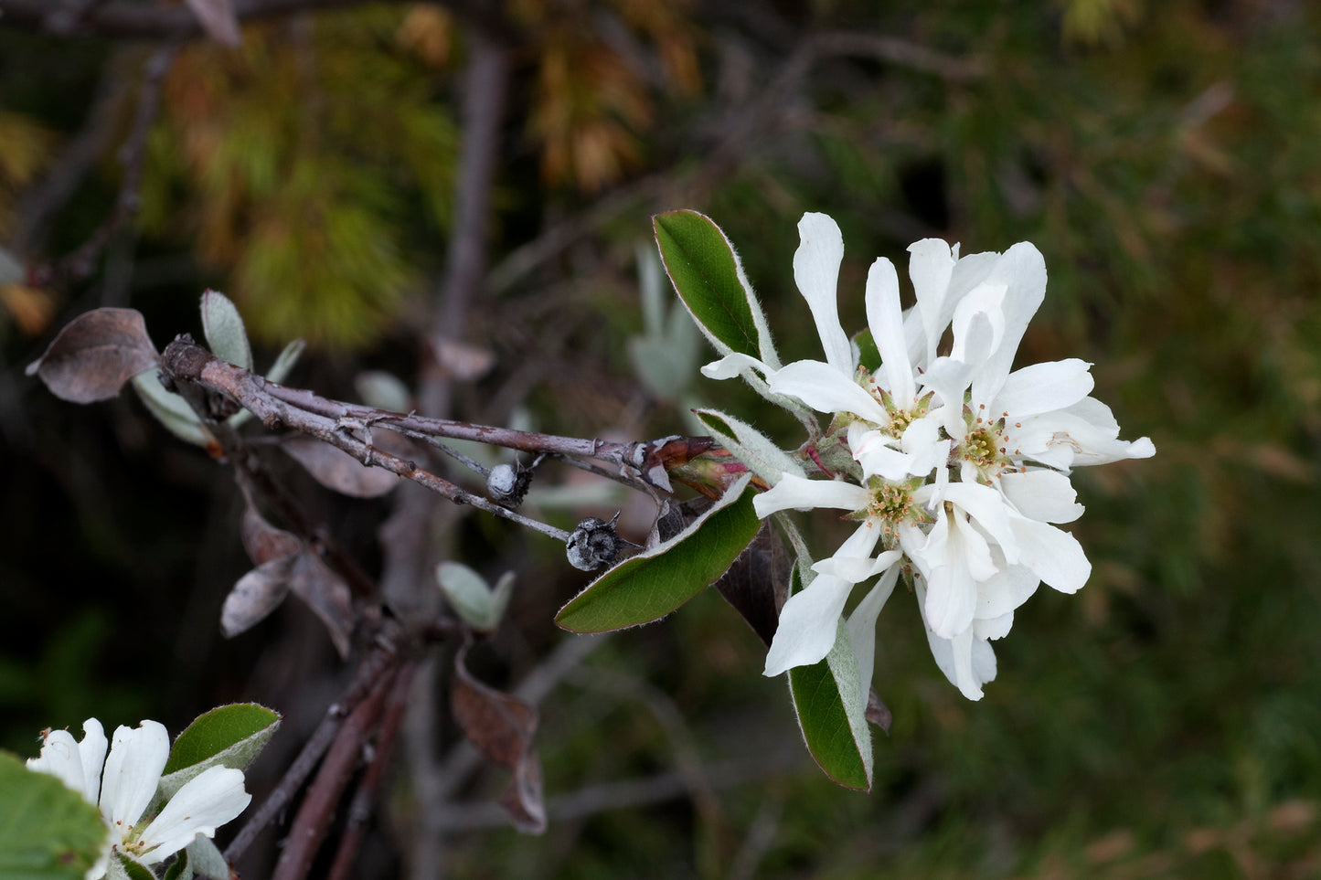 Brown Dogwood Western Cornel (Cornus glabrata)