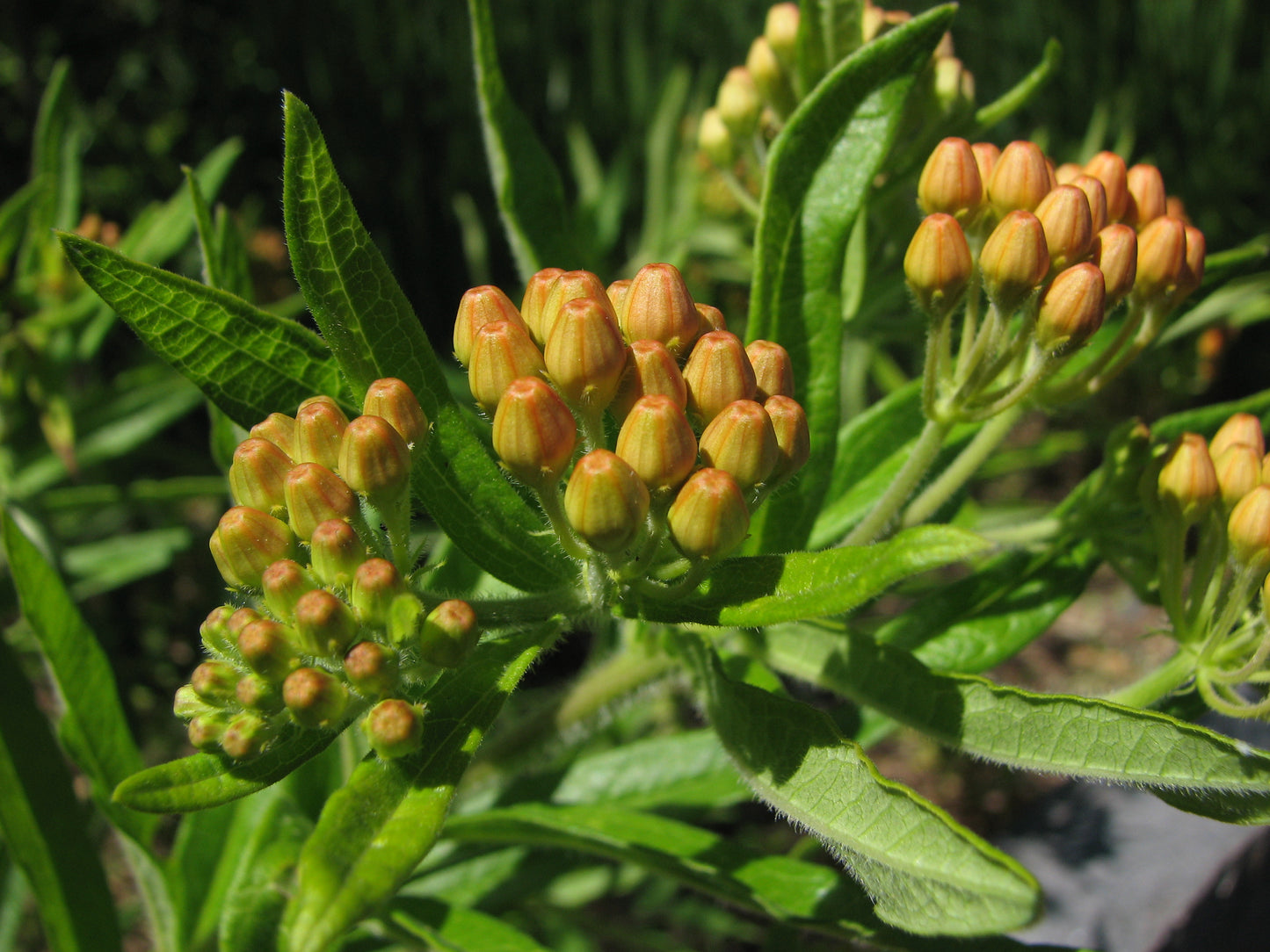 Butterfly Milkweed Butterfly Weed (Asclepias tuberosa)