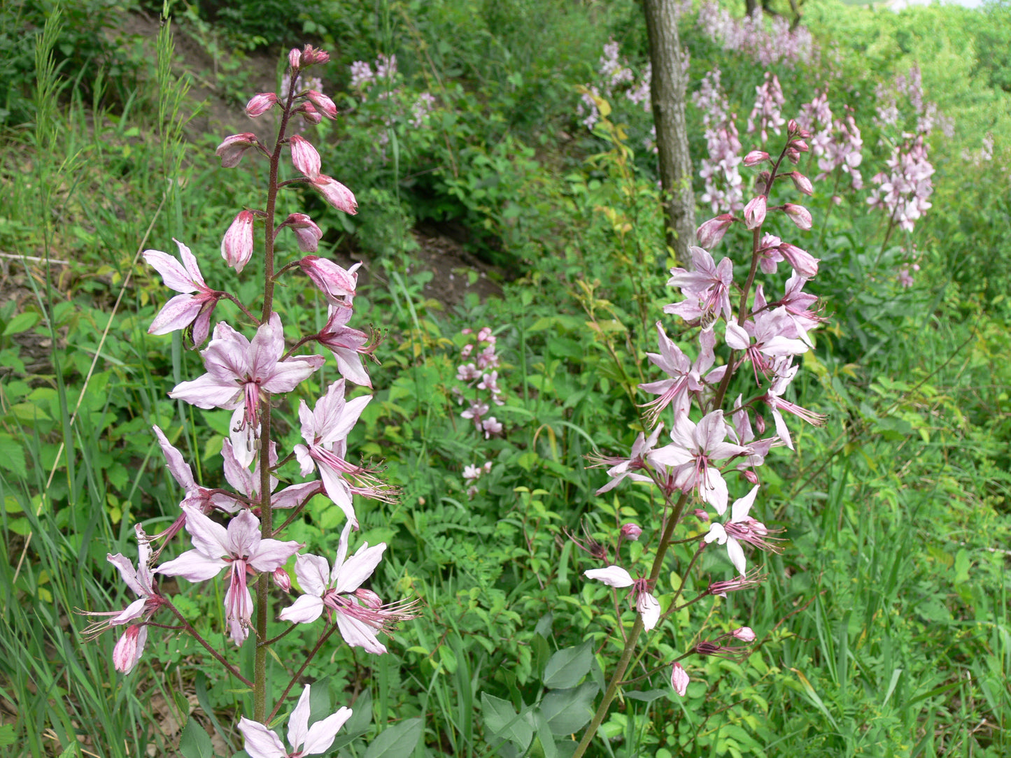 Dittany Gas Plant Gasplant (Dictamnus albus var. caucasicus)