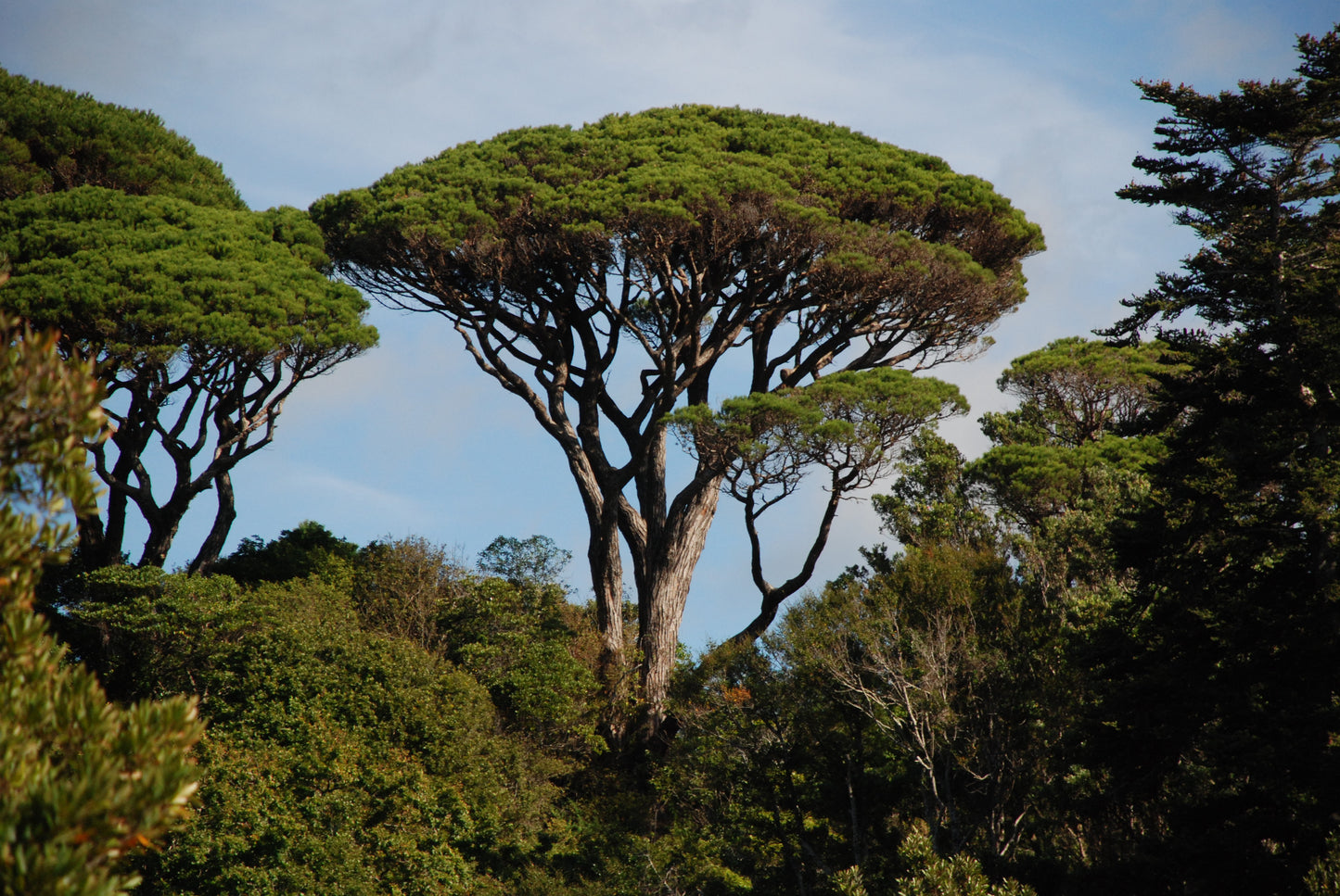 Italian Stone Umbrella Pine (Pinus pinea)