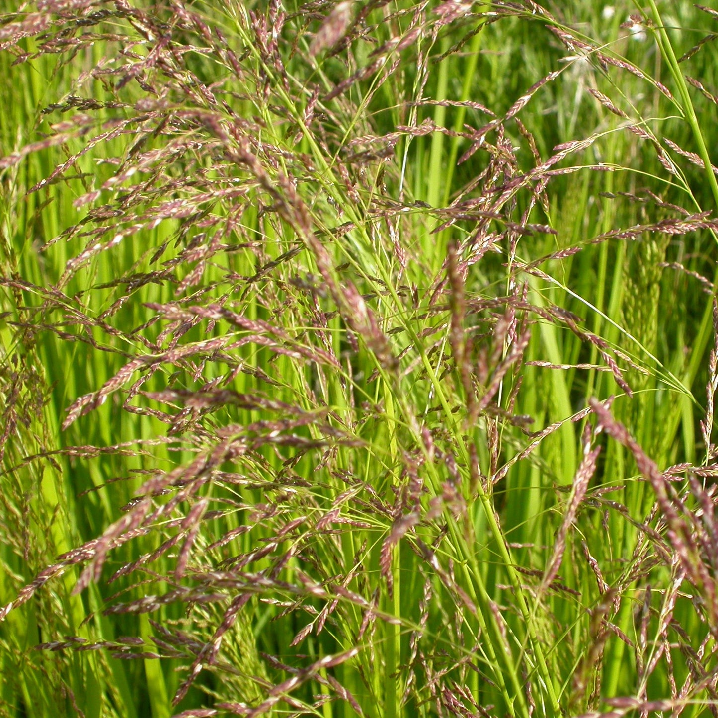 American Mannagrass Reed Meadowgrass Tall Manna Grass (Glyceria grandis)