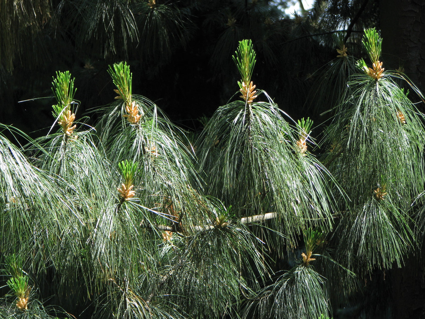 Bhutan Pine Himalayan White Pine (Pinus wallichiana)