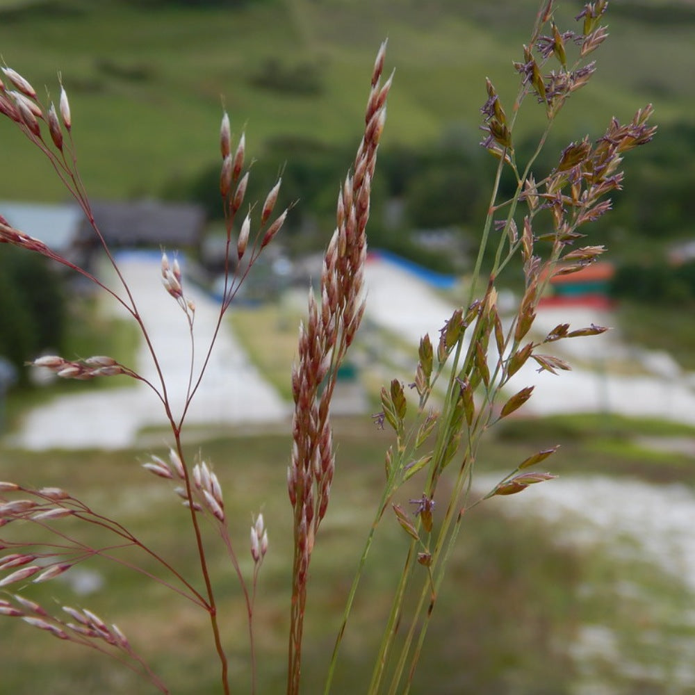 Wavy Hairgrass (Deschampsia flexuosa)