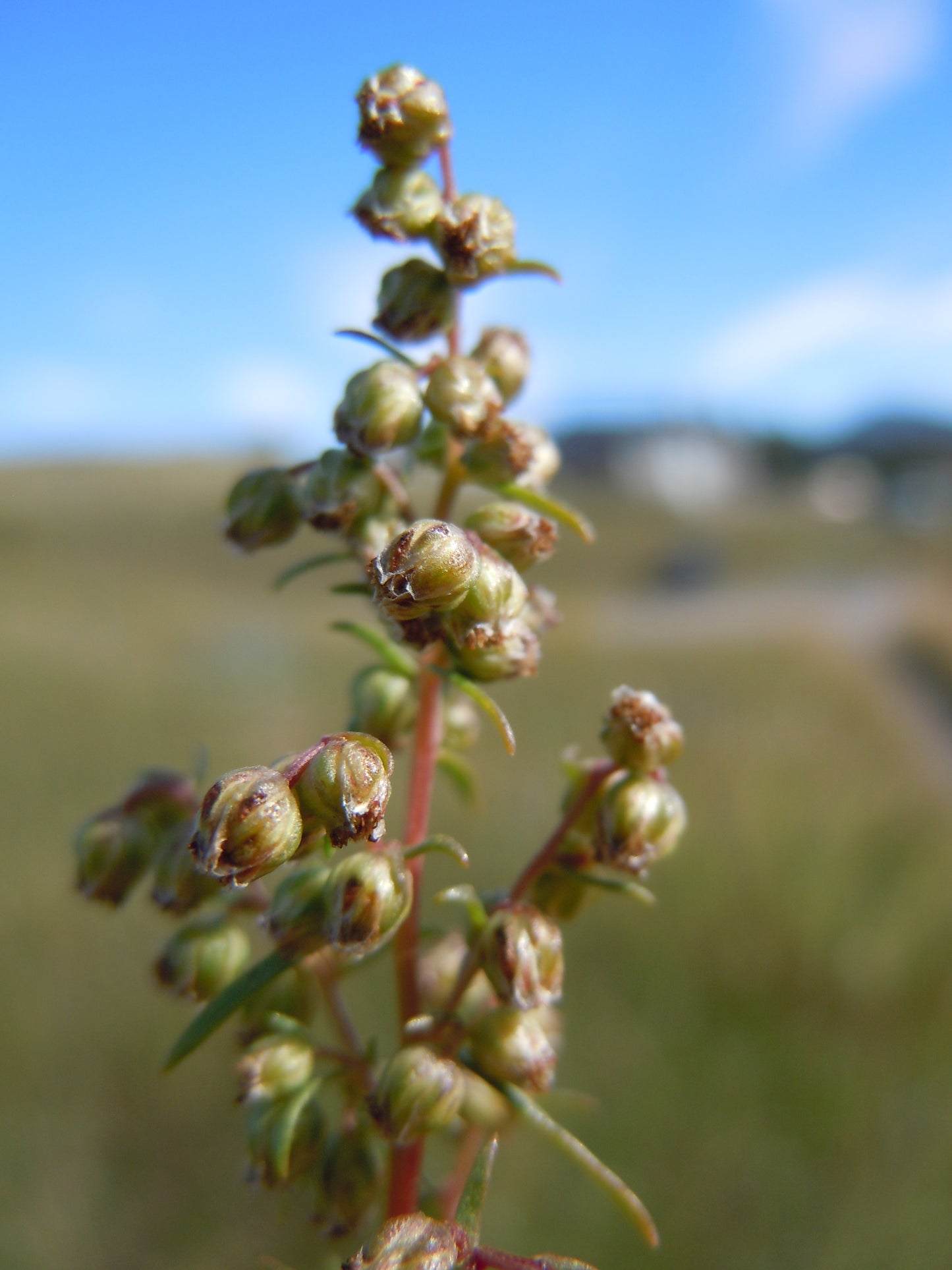 Dragon Herb Tarragon (Artemisia dracunculus)