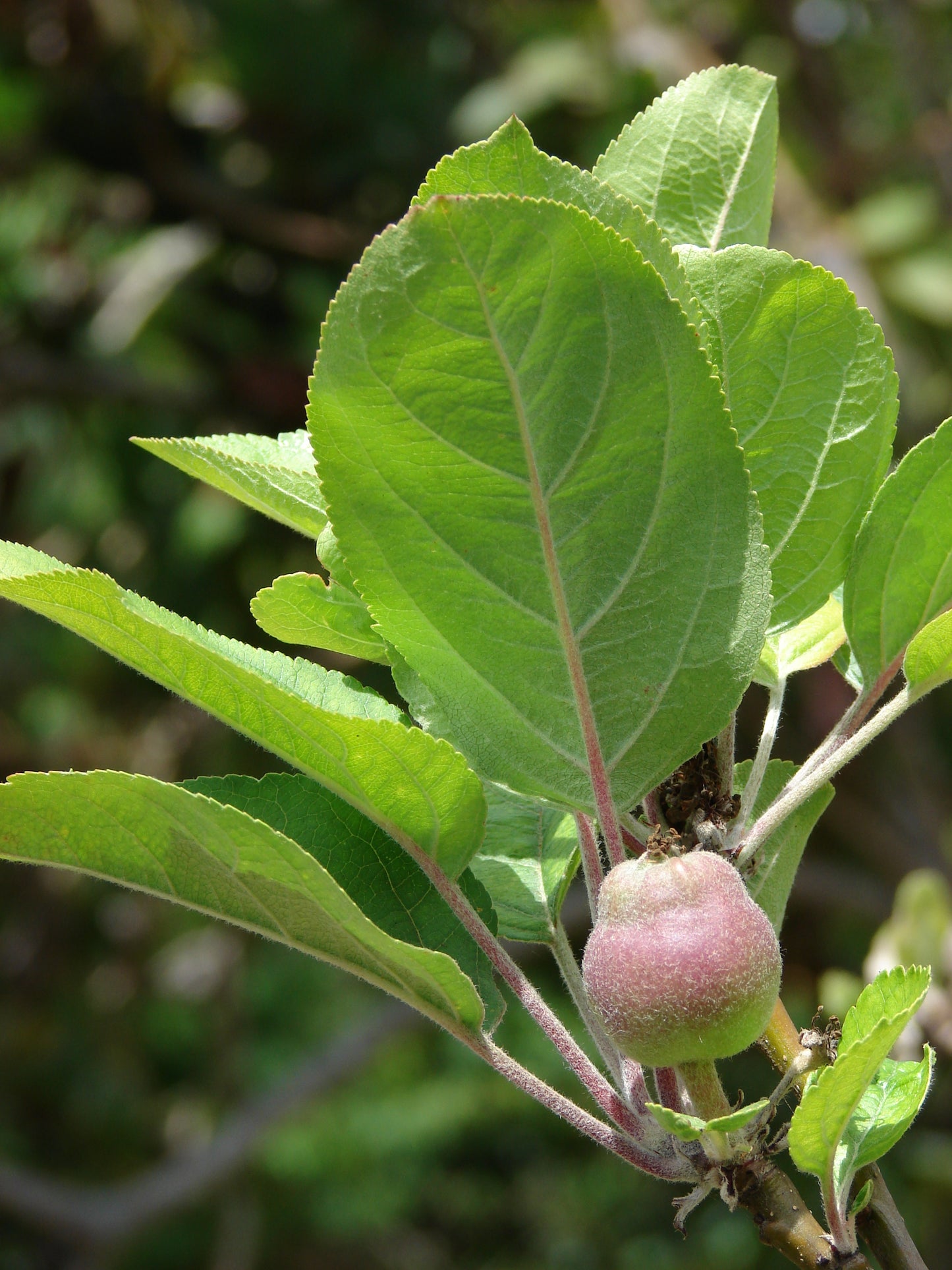 Bittenfelder Apple (Malus pumila var. Bittenfelder)