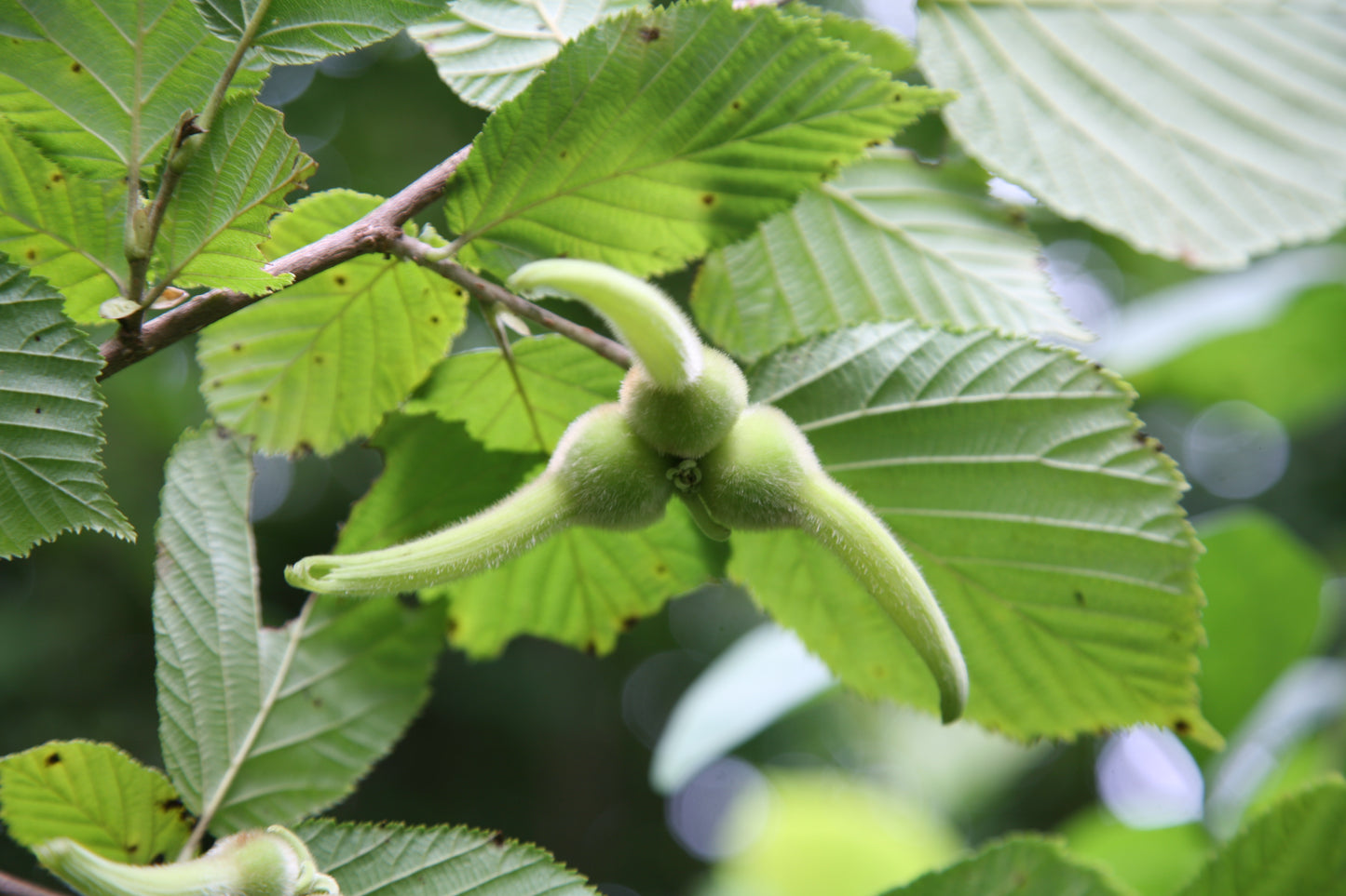Manchurian Hazelnut (Corylus sieboldiana var. mandshurica)