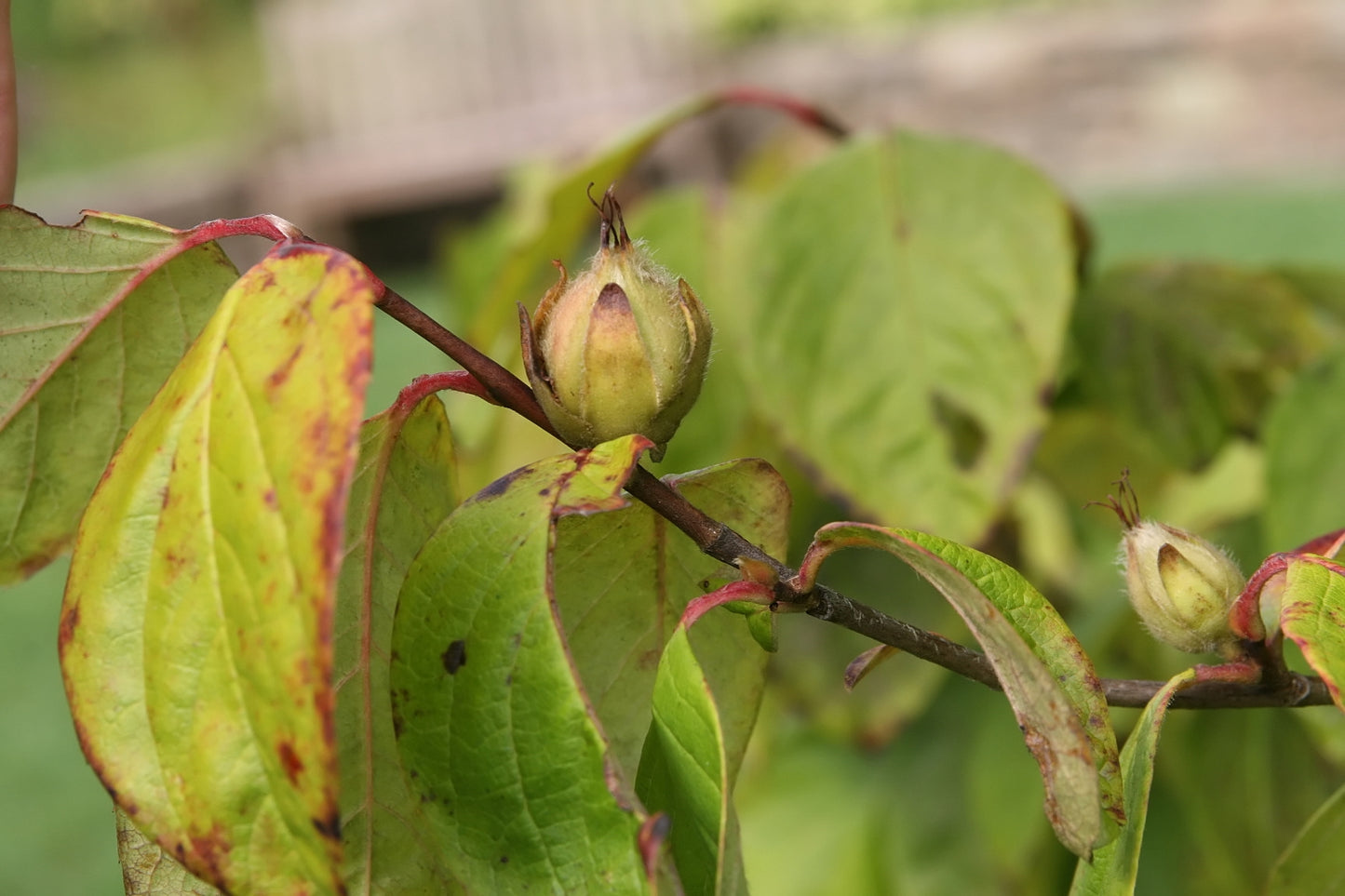 Mountain Camellia Summer Dogwood (Stewartia ovata)