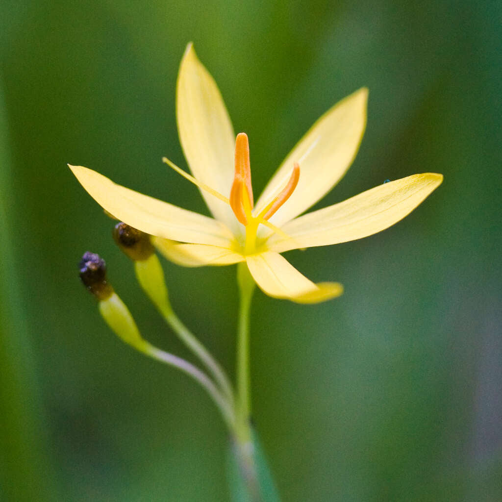 Idaho Blue-eyed Grass (Sisyrinchium idahoense)