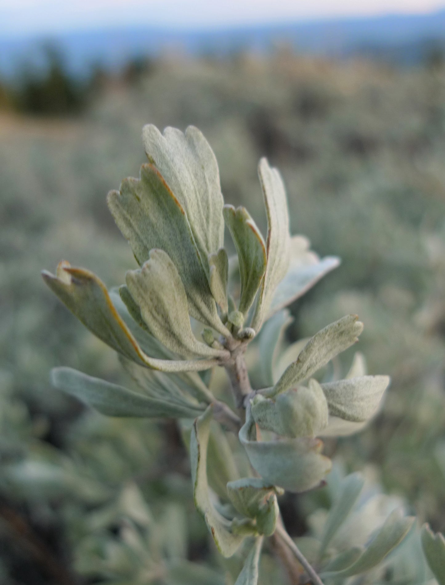 Great Mountain Sagebrush Big (Artemisia tridentata ssp. Vaseyana)