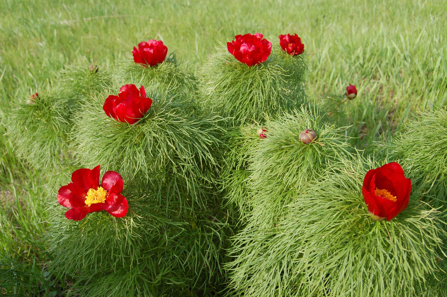 Fernleaf Peony (Paeonia tenuifolia)