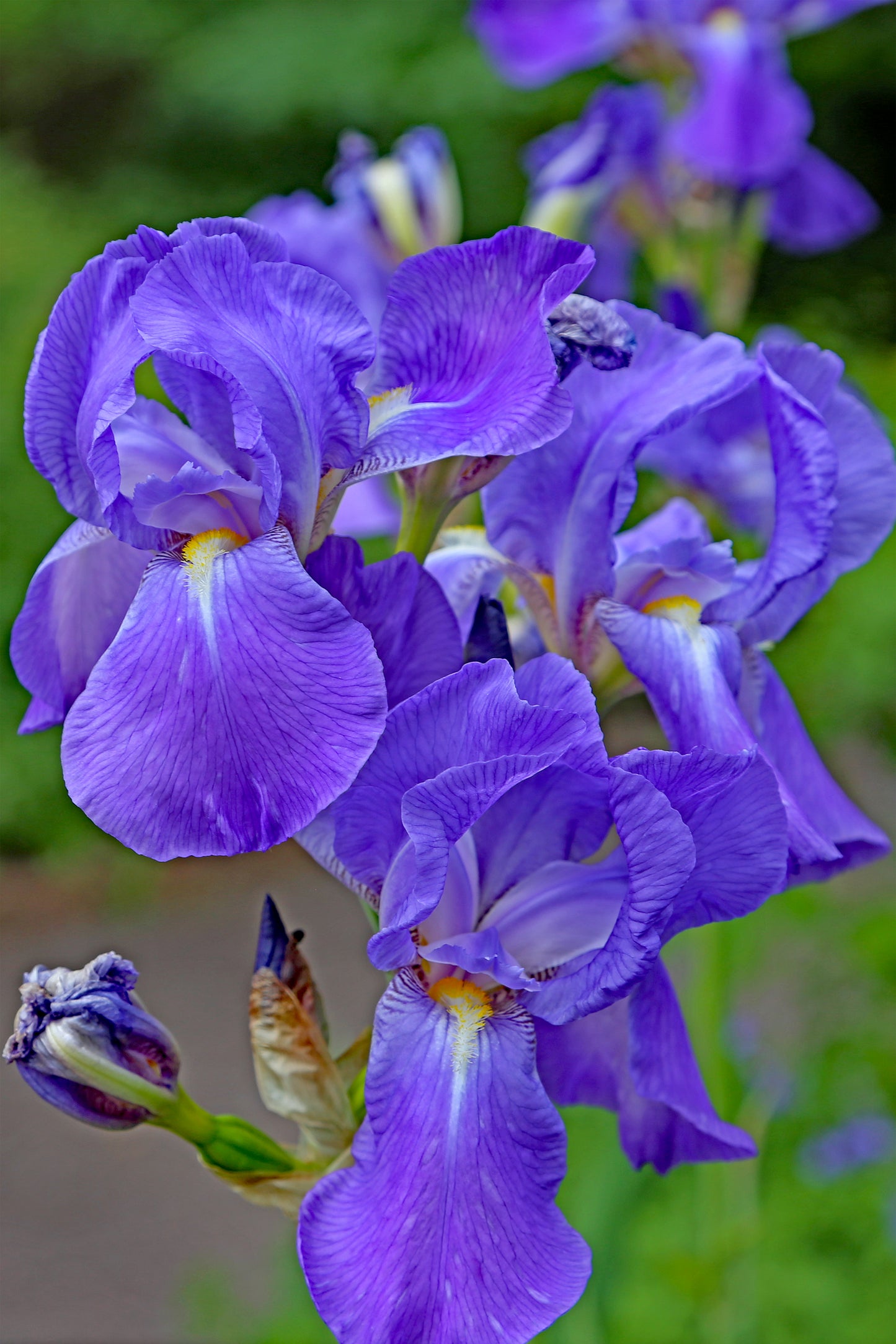 Bearded German Iris (Iris germanica)