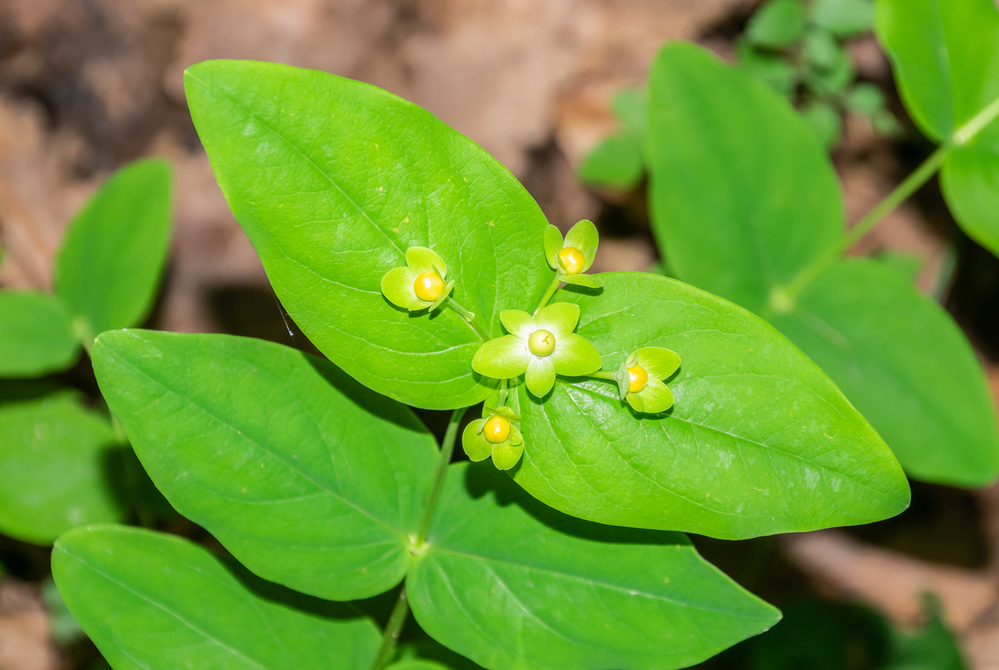 Sweet-amber Tutsan (Hypericum androsaemum)