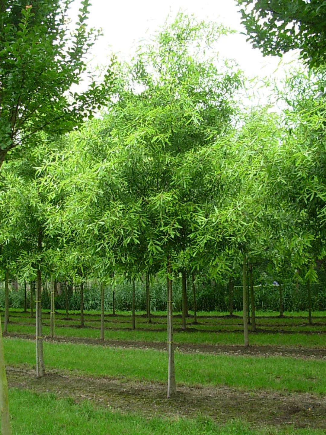 Willow Oak (Quercus phellos)