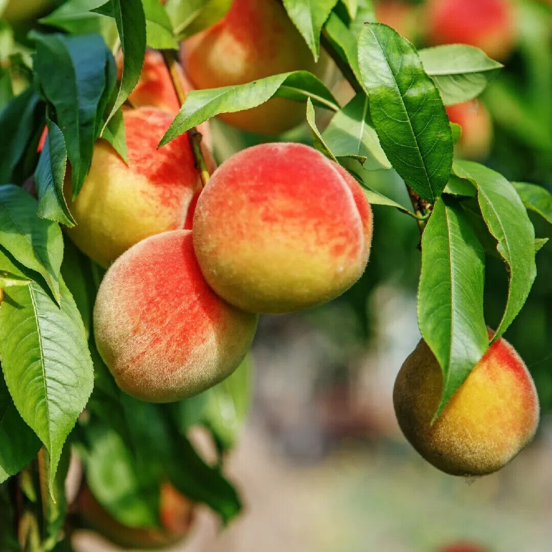 Nemaguard Peach (Prunus persica var. Nemaguard)
