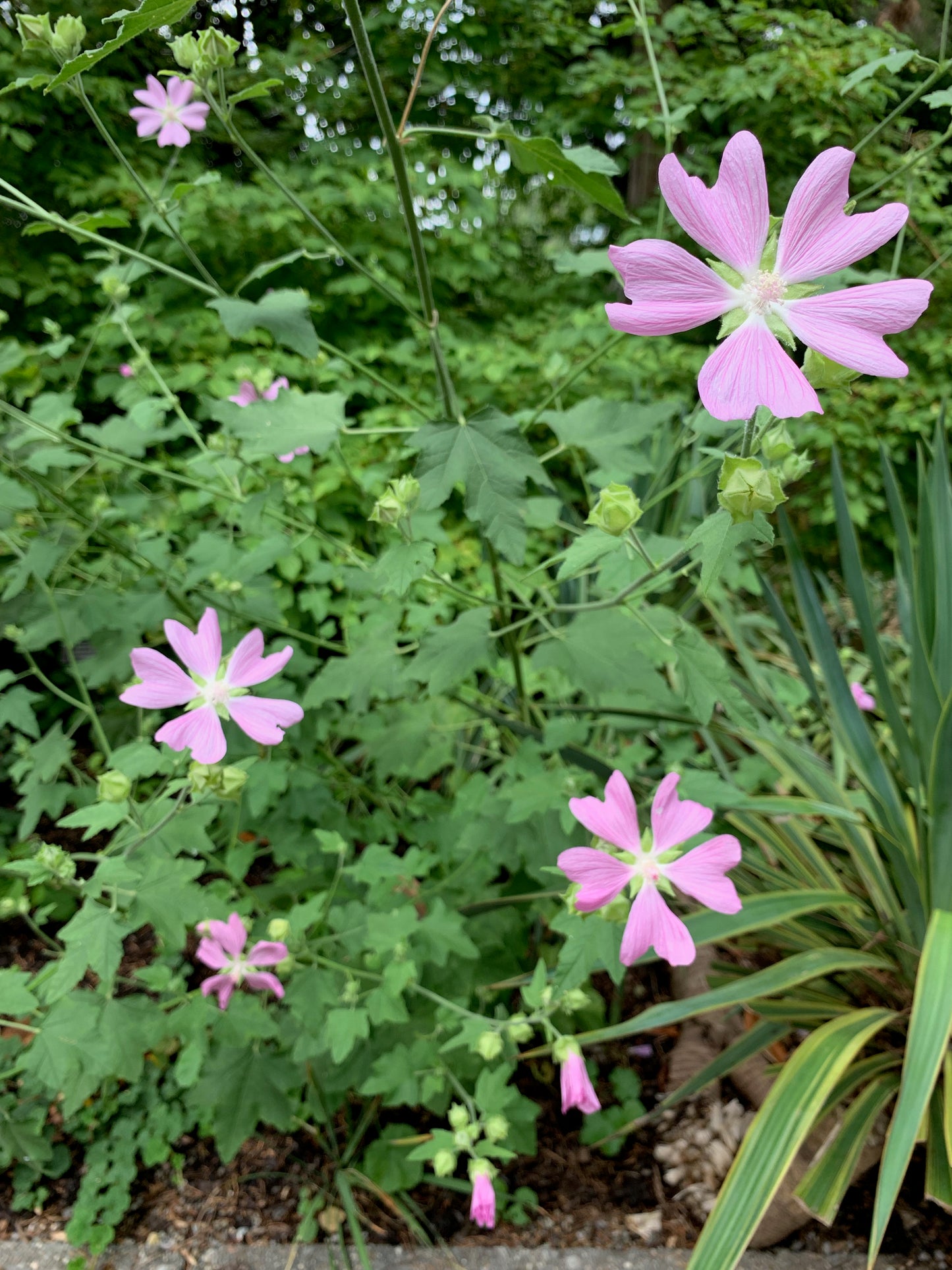 Cashmir Mallow Kashmir Lavatera Mallow (Lavatera cachemiriana)