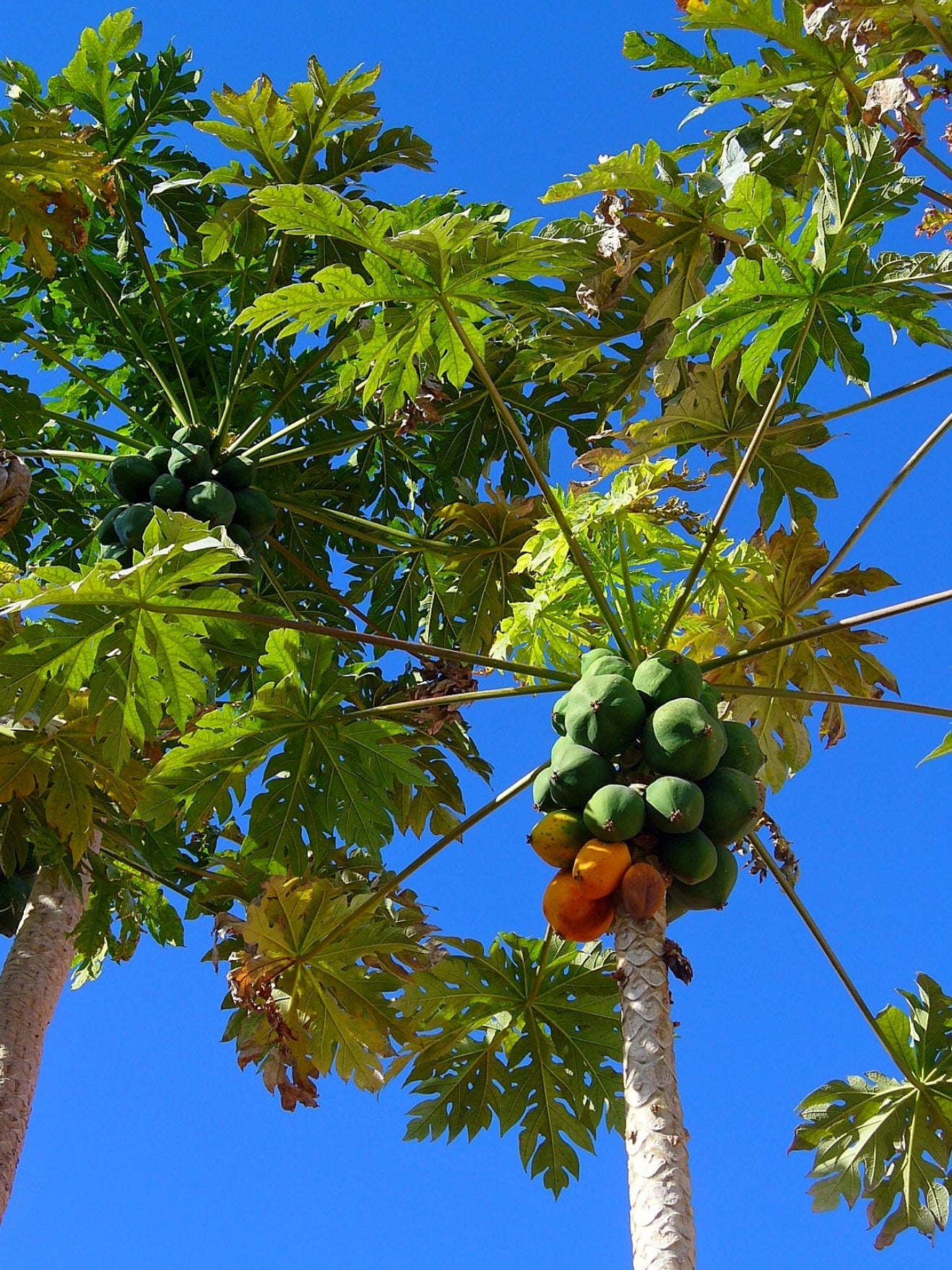 Papaya (Carica papaya)