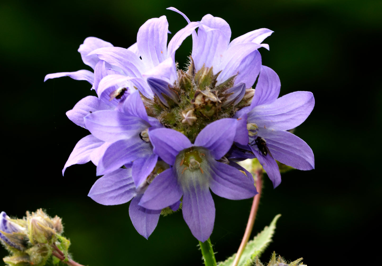 Milky Bellflower (Campanula lactiflora)