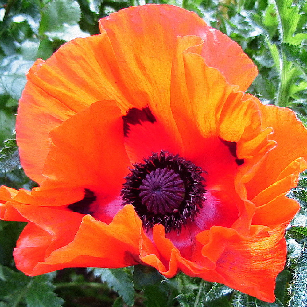 Prince Orange Oriental Poppy (Papaver orientale 'Prince Of Orange')