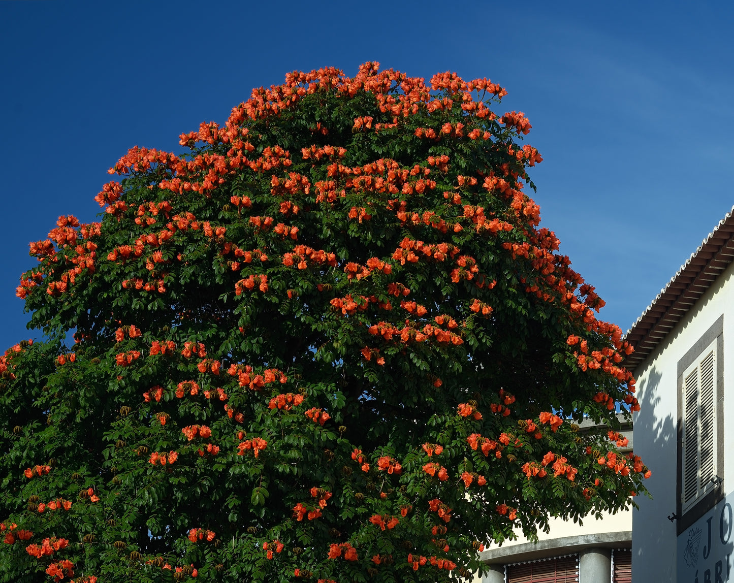 African Tuliptree (Spathodea campanulata)