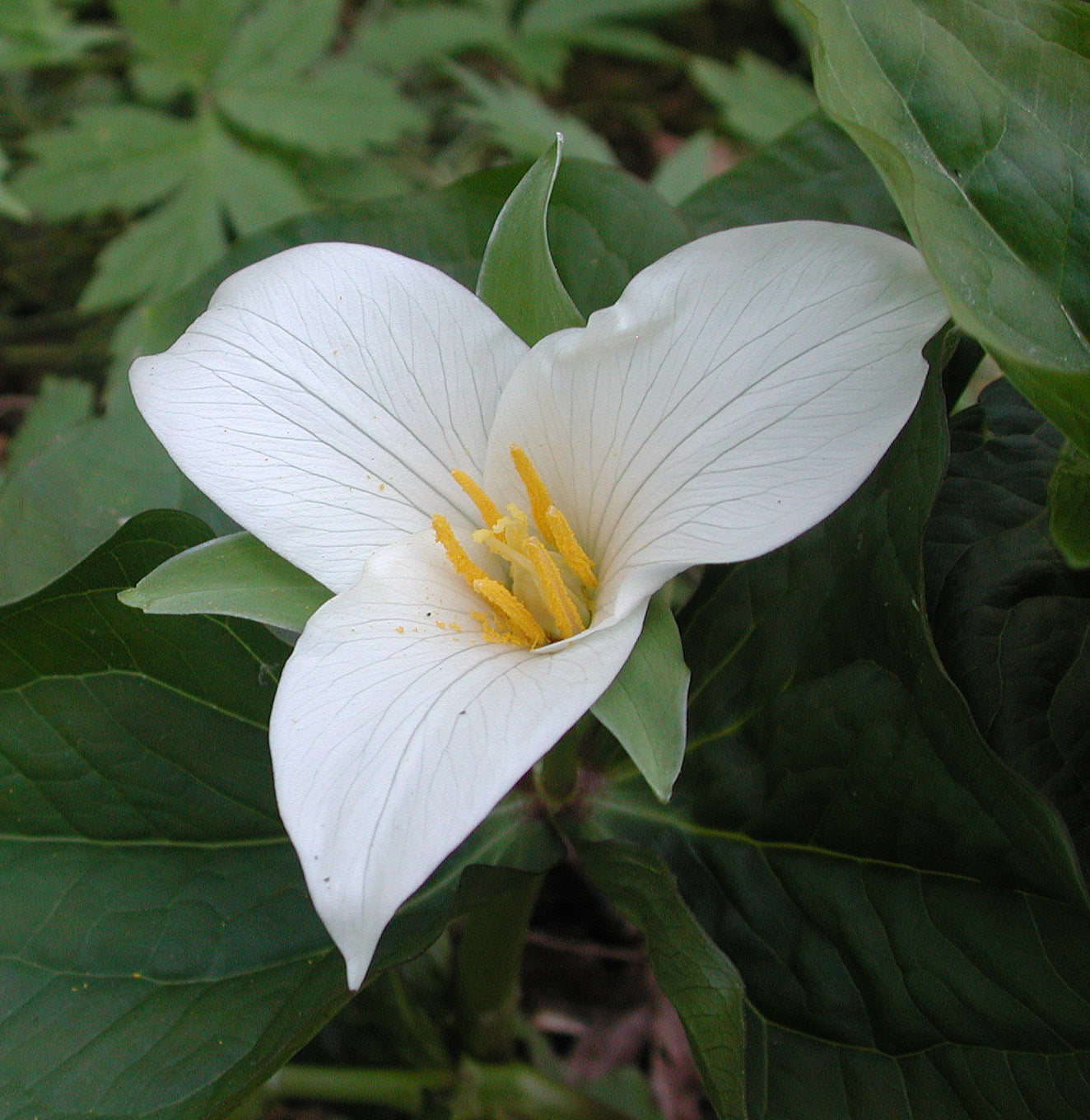 Coast Trillium Trillium (Trillium ovatum)