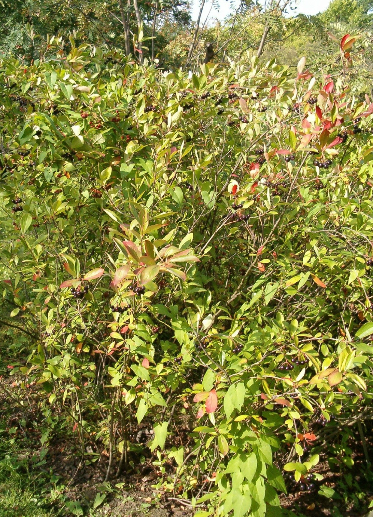 Purple Chokeberry Purple-fruited Chokeberry (Aronia prunifolia clean seed)