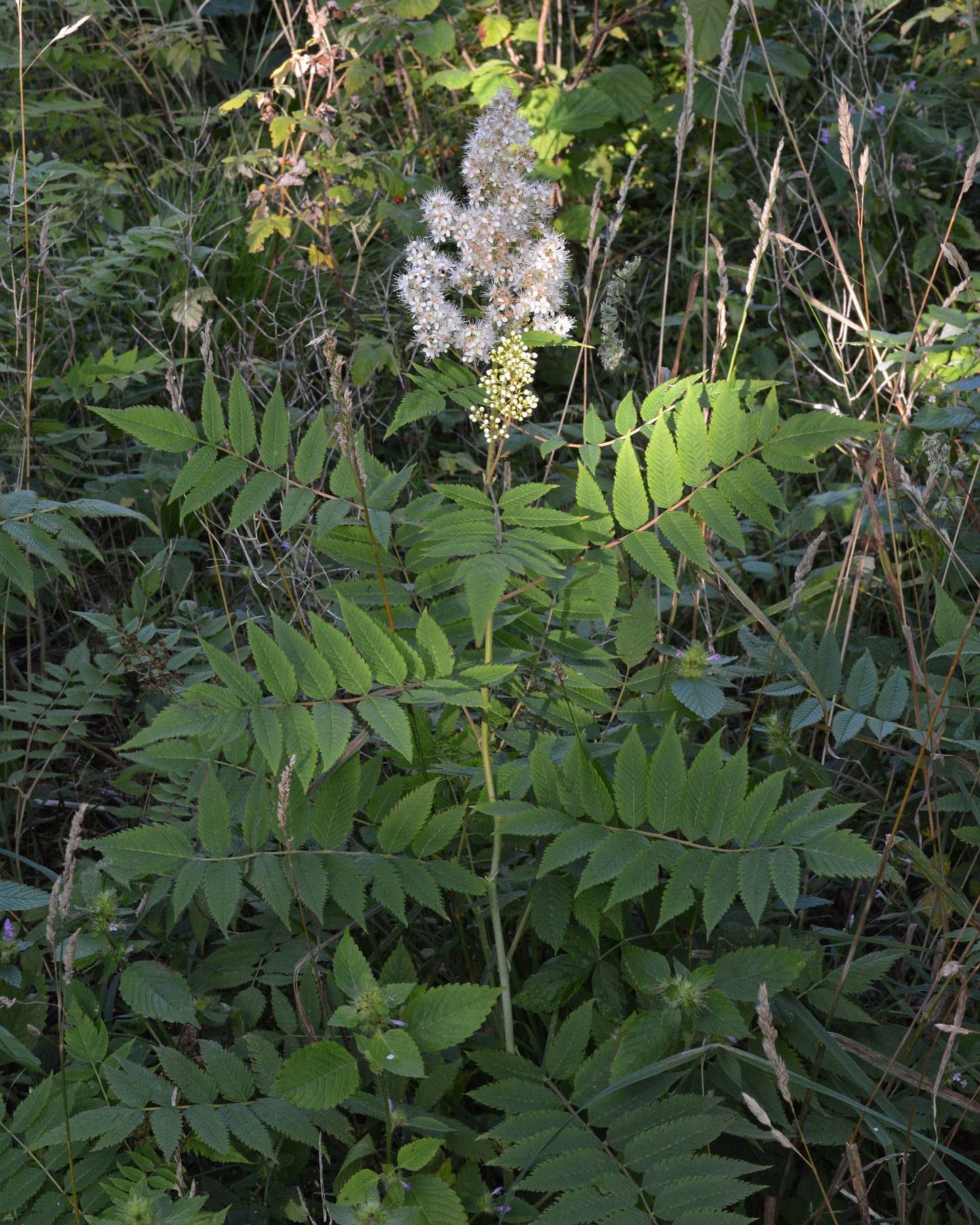 Aitchisons Spirea (Sorbaria aitchisonii)