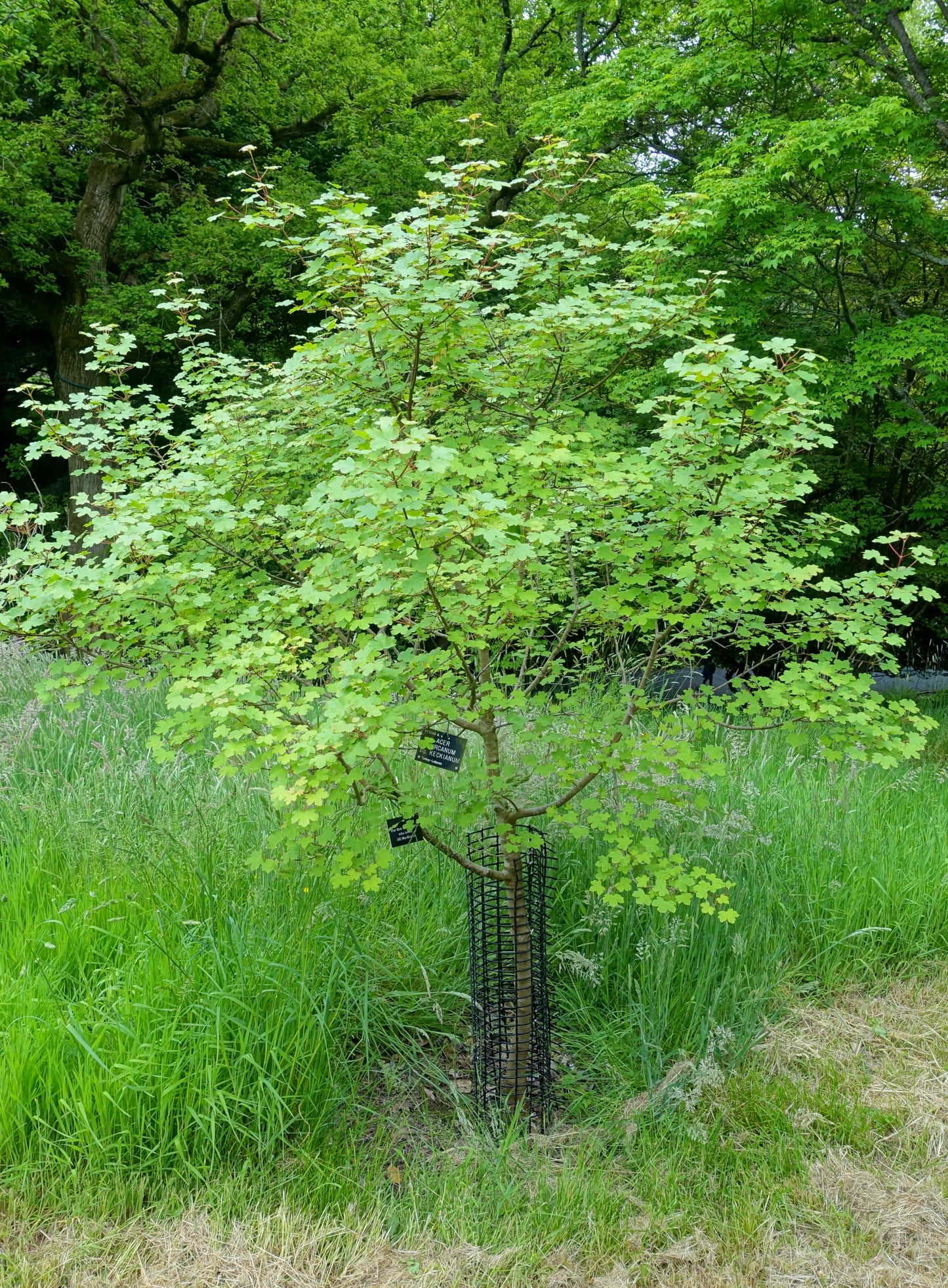 Balkan Maple Hyrcanum Maple (Acer hyrcanum)