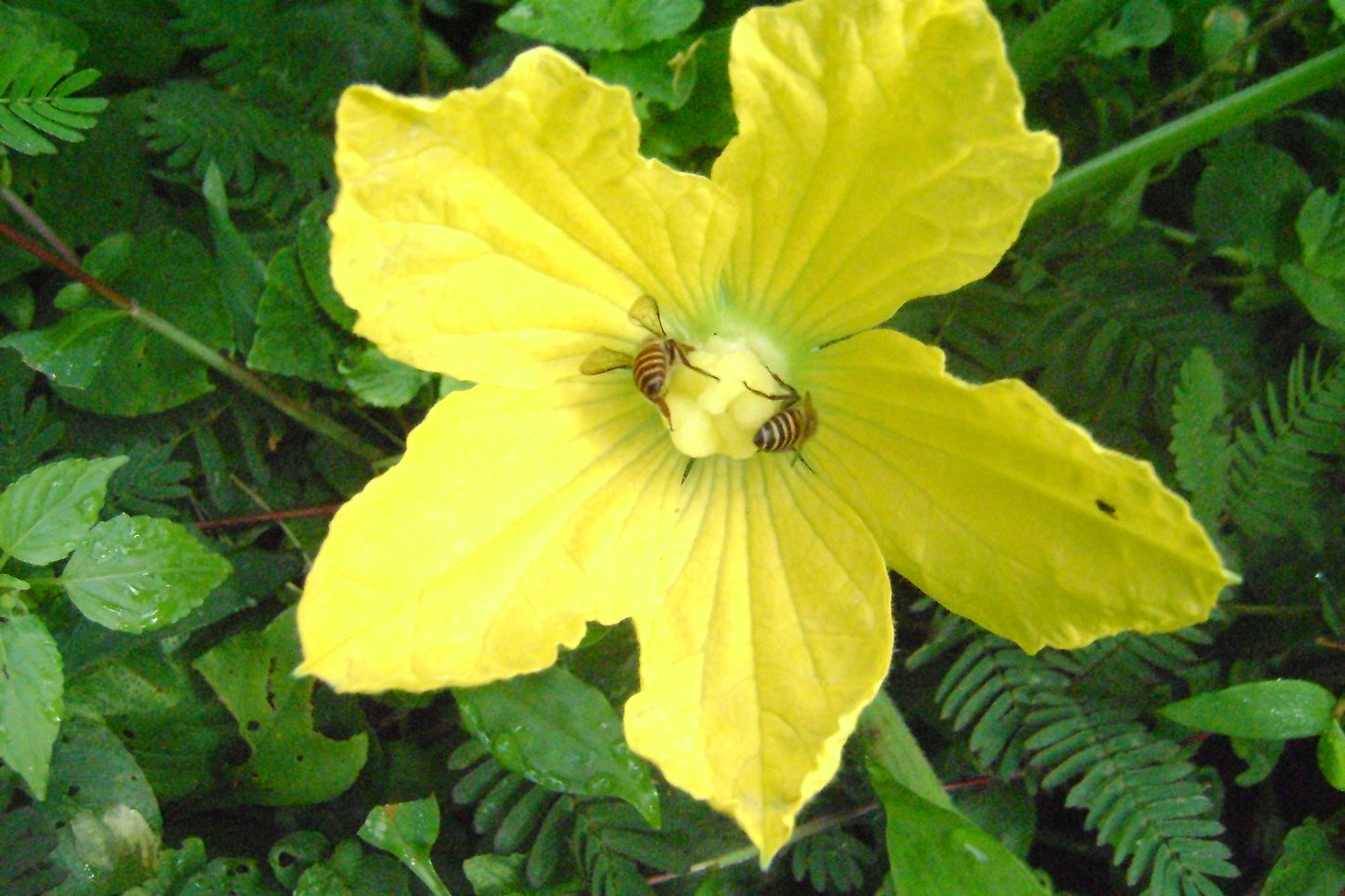 Sponge Gourd Vegetable Sponge (Luffa cylindrica)