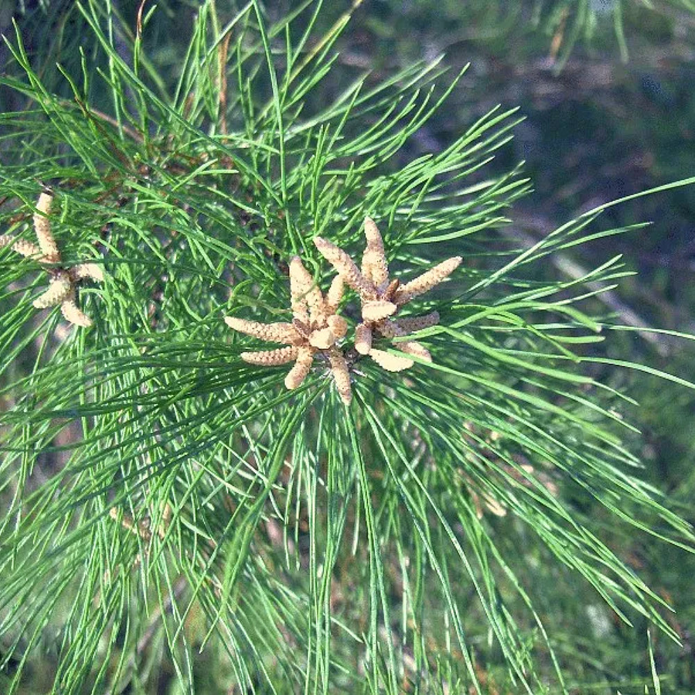 Ocala Sand Pine Pine (Pinus clausa Ocala)