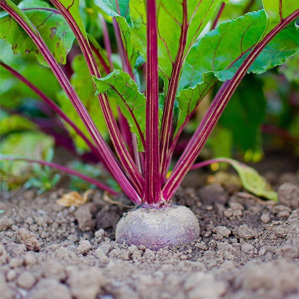 Early Wonder Beet (Beta vulgaris Early Wonder)