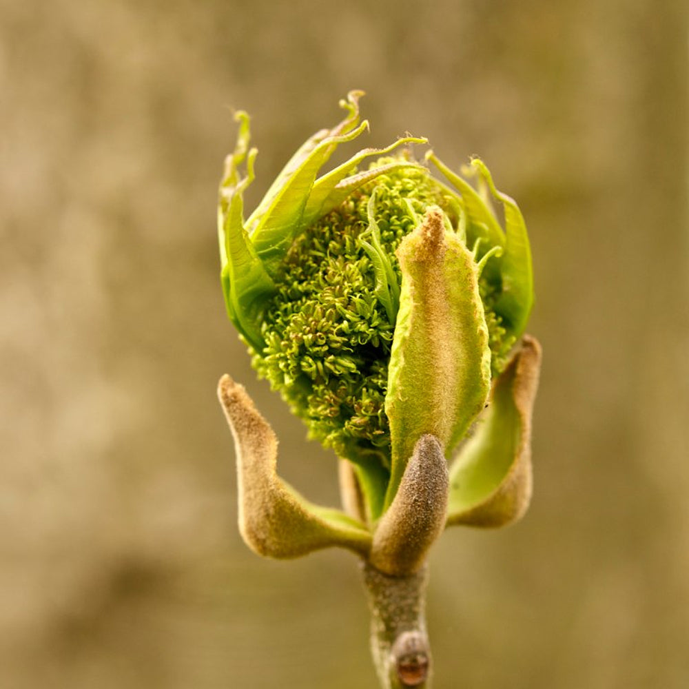 Beakleaf Ash Bunges Hardy Xiao Ye Qin (Fraxinus bungeana)