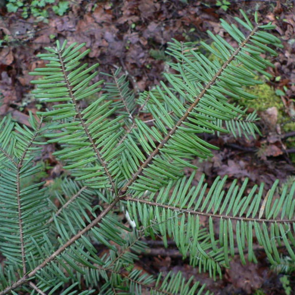 Clearwater Grand Fir Giant Fir (Abies grandis Inland Ecotype)