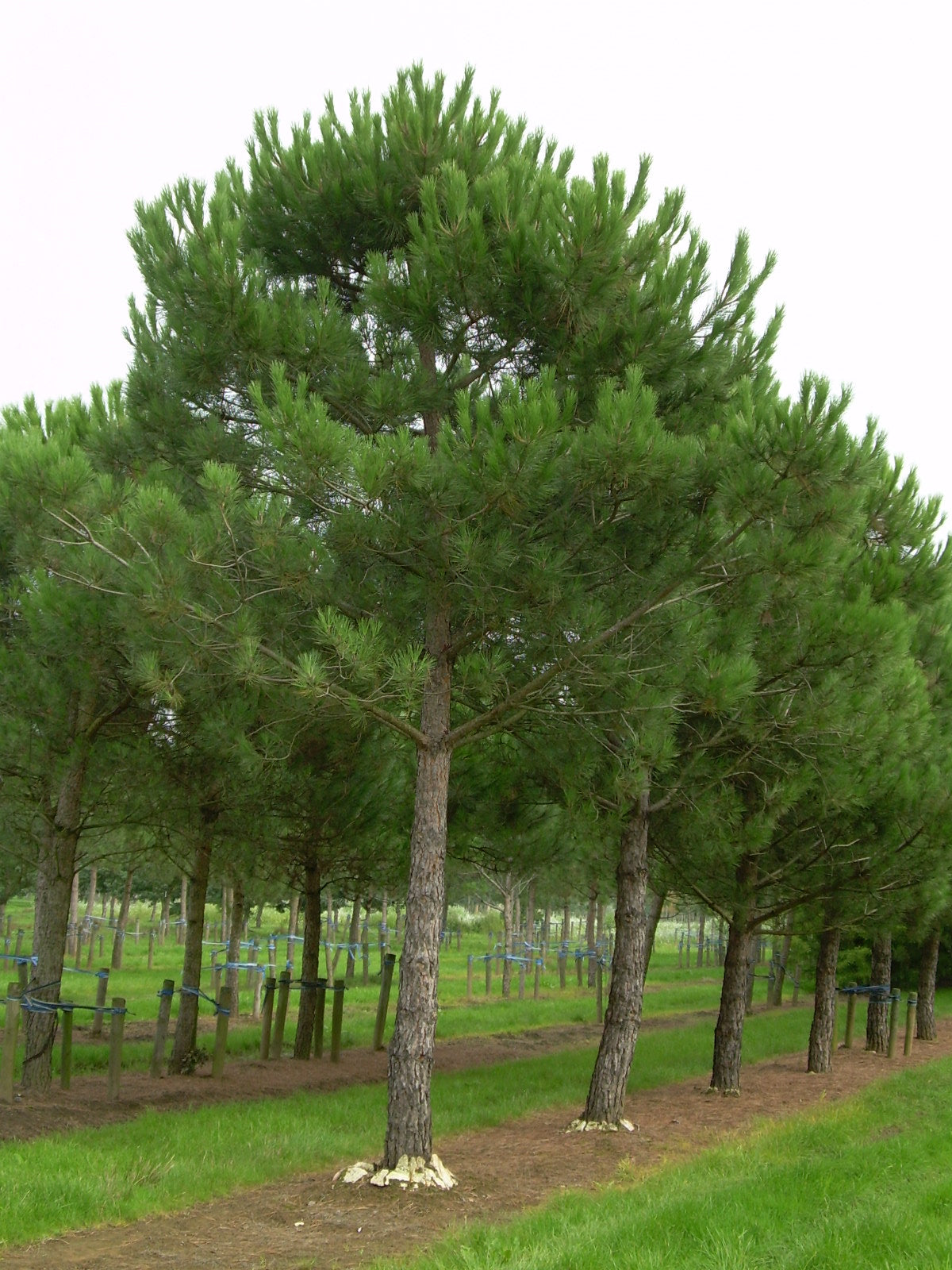 Italian Stone Umbrella Pine (Pinus pinea)