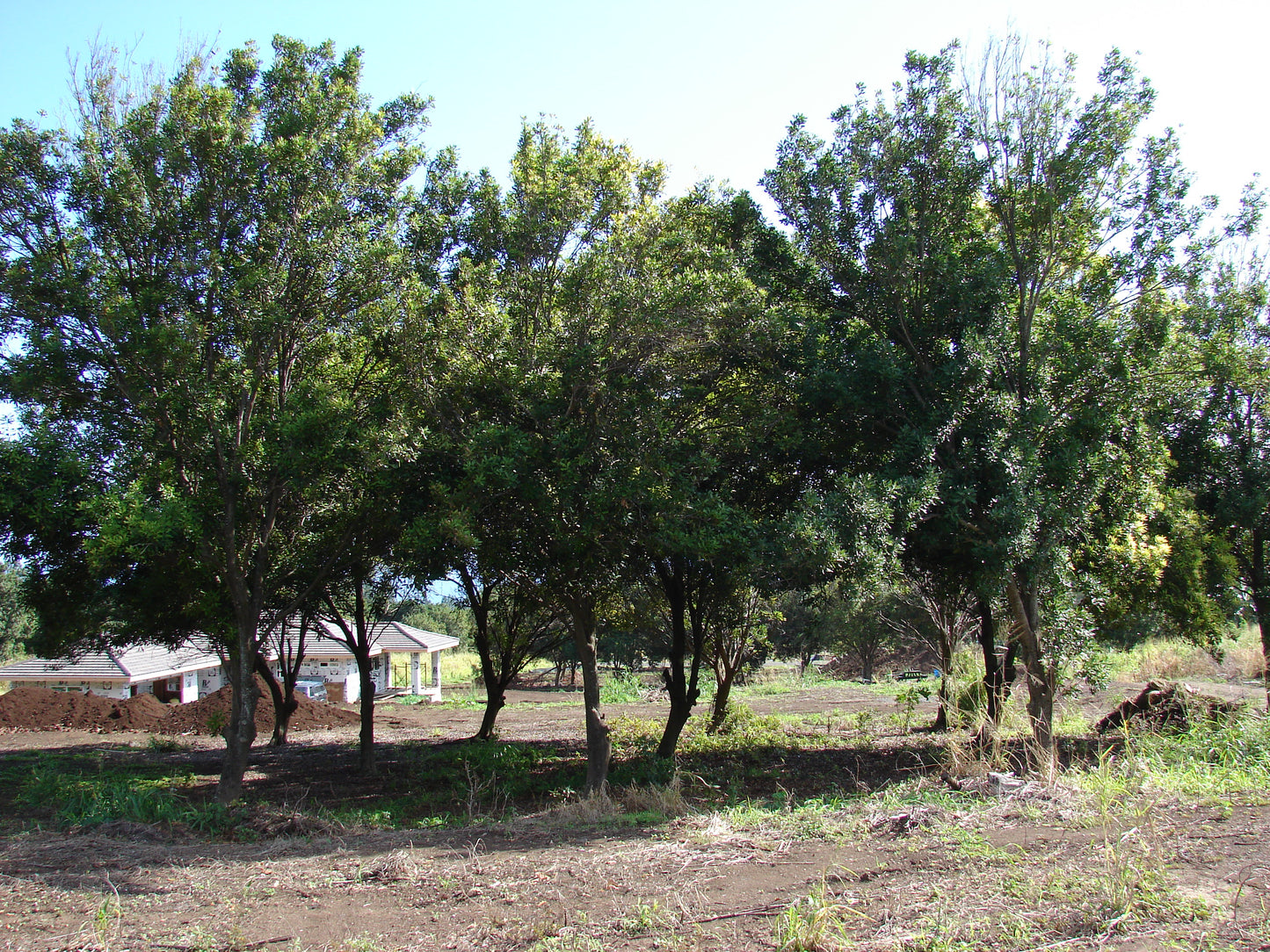 Macadamia Nut (Macadamia integrifolia)