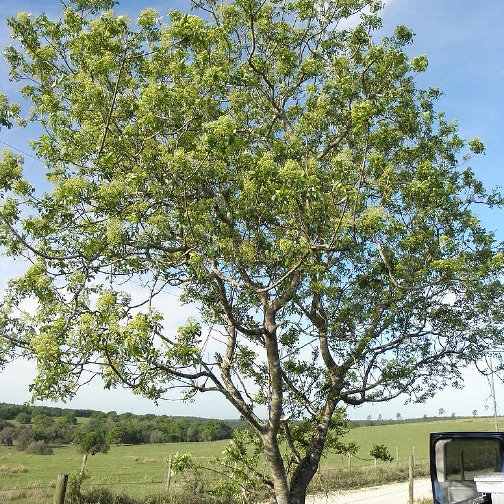 Hercules Club Hercules-club Pepperwood Sea Ash Southern Prickly Ash (Zanthoxylum clava-herculis)