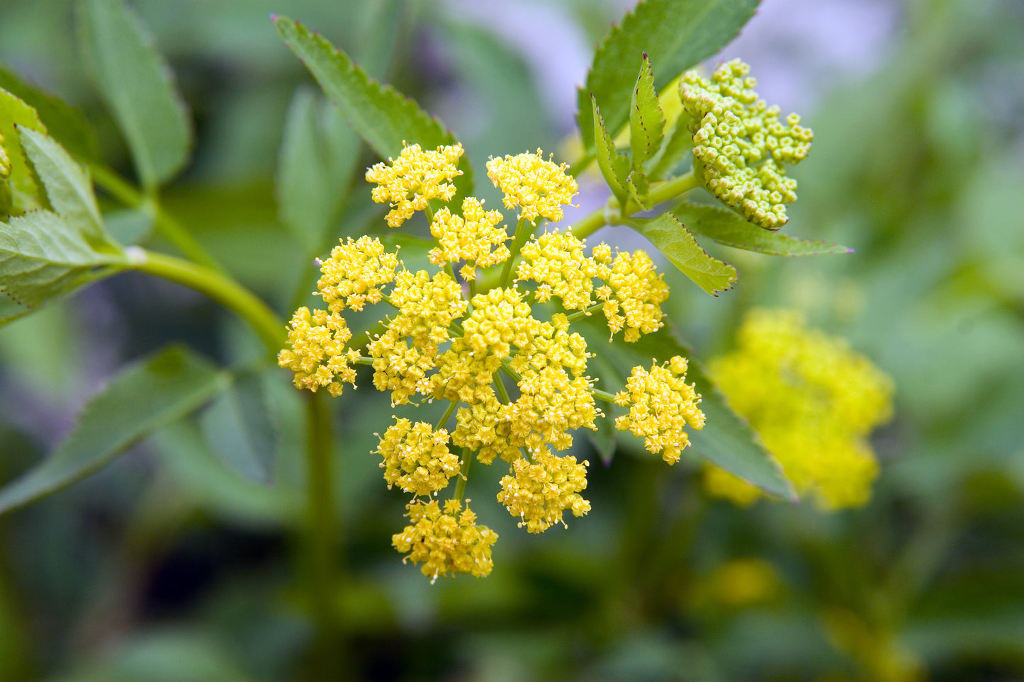 Golden Alexanders Zizia Parsnip (Zizia aurea)