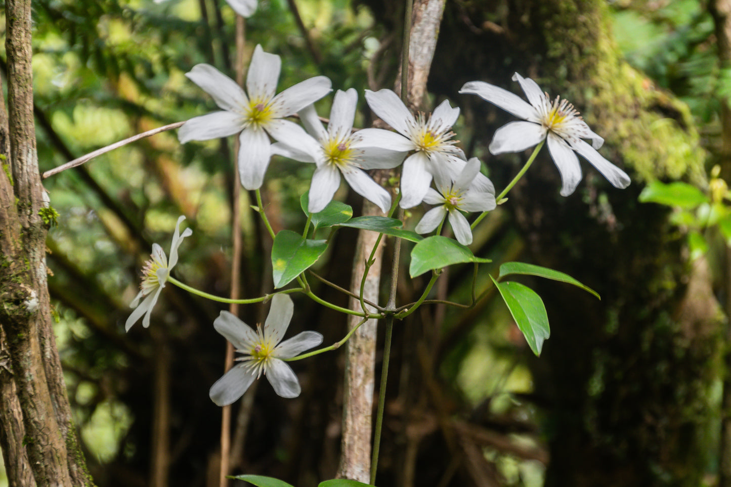 Sweet Autumn Clematis (Clematis paniculata)