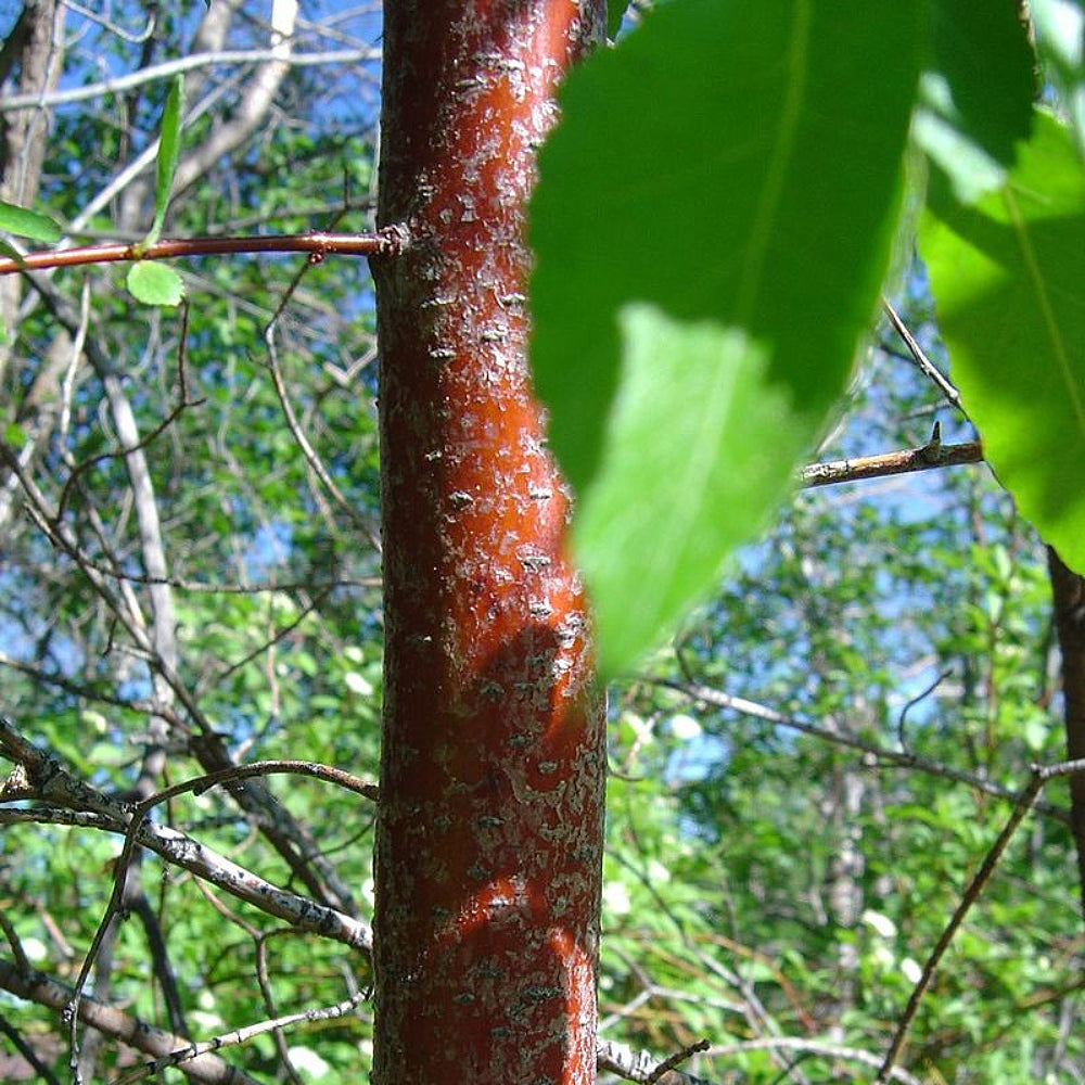 Willow Hawthorn (Crataegus saligna)