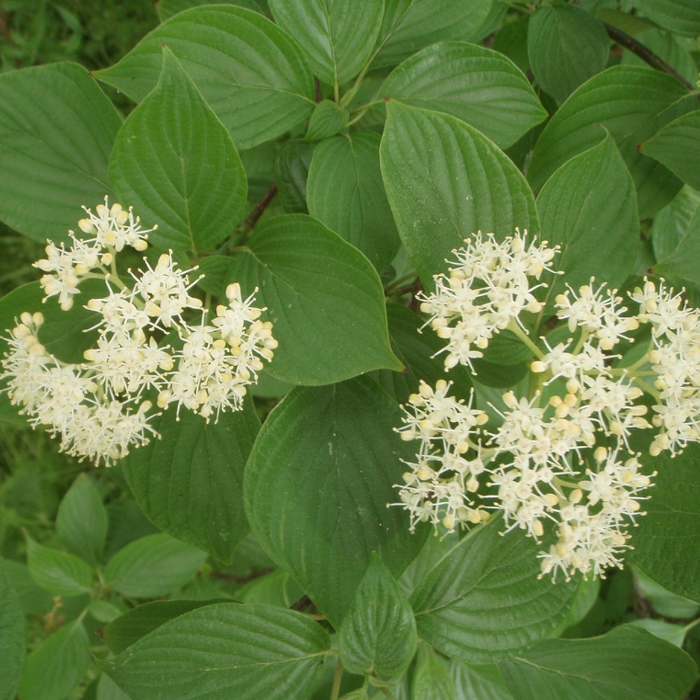 Alternate-leaved Dogwood Alternateleaf Pagoda Dogwood (Cornus alternifolia)
