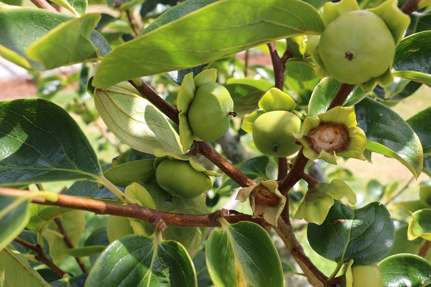 Japanese Persimmon (Diospyros kaki)