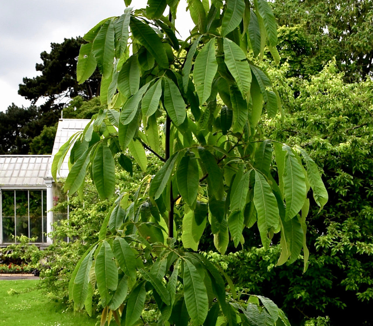 Chinese Hickory (Carya cathayensis)