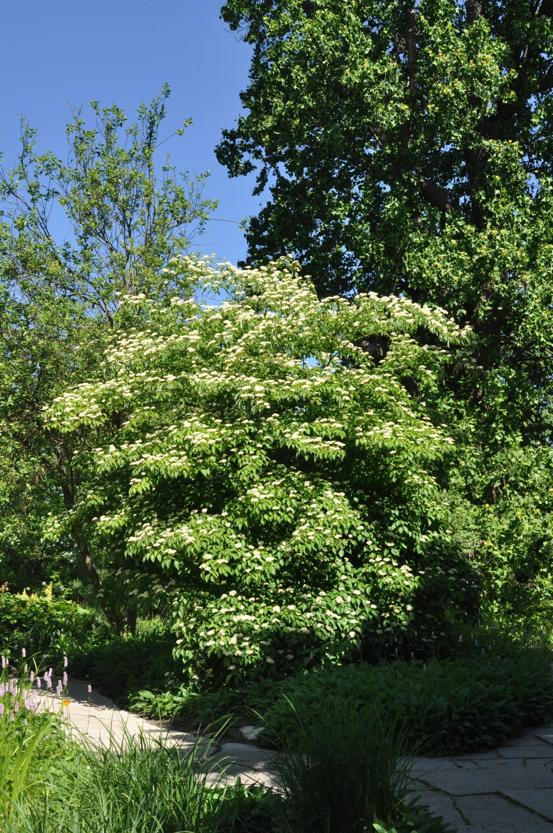 Alternate-leaved Dogwood Alternateleaf Pagoda Dogwood (Cornus alternifolia)